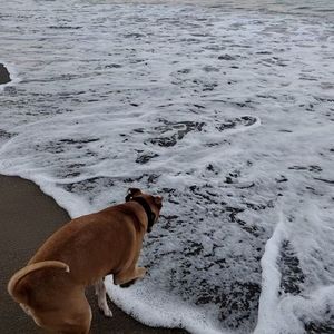 Meet your Posher, Neeko